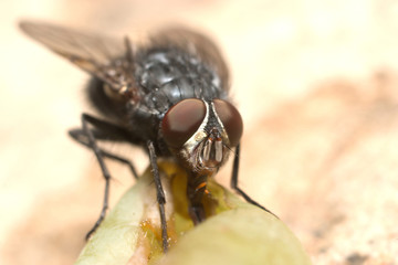 fly on a grape