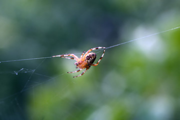 spider
