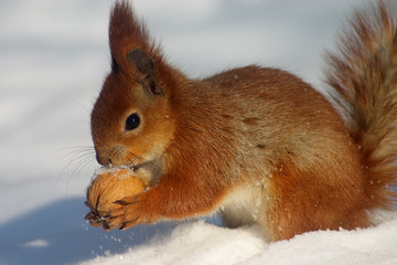 red squirrel with nut