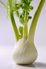fennel