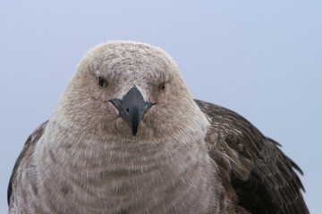 antarctic skua