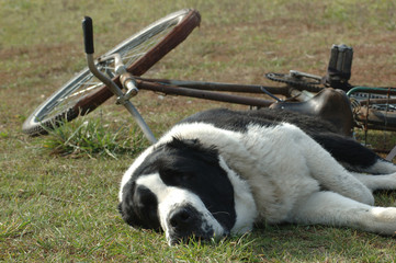 dog with cycle