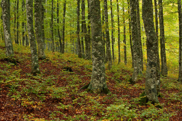 Obraz premium colors in autumn