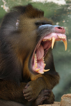 monkey mandrill