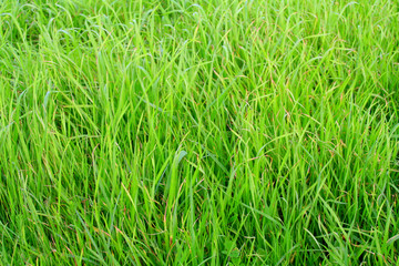 Fototapeta na wymiar zielona trawa