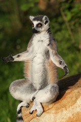 monkey ring-tailed lemur - obrazy, fototapety, plakaty