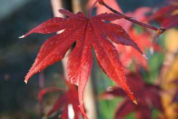 fall leaf