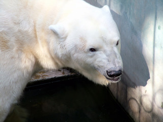 polar bear