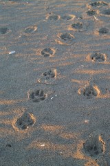 black-backed jackal prints