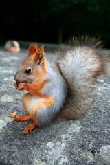 squirrel