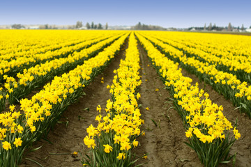 yellow daffodils