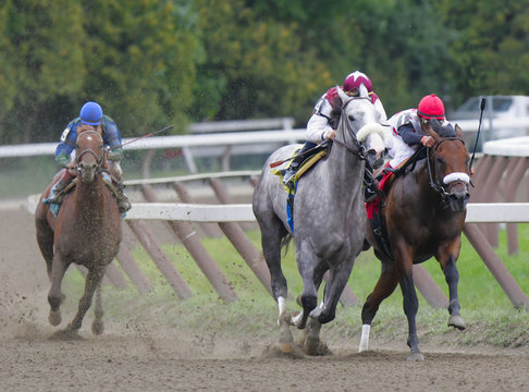 grey horse kicks into gear!