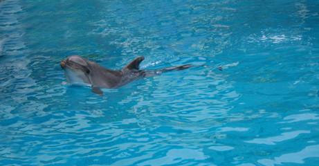 Obraz premium dolphin