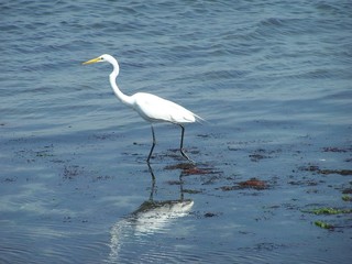 great egret
