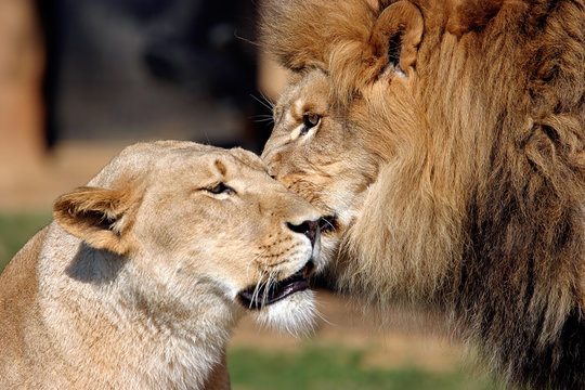 Loce Images Browse 90 Stock Photos, Vectors, and Video Adobe Stock