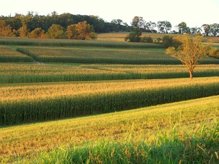 fields