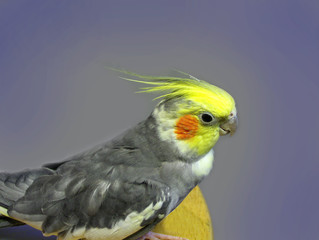colorful cockatiel