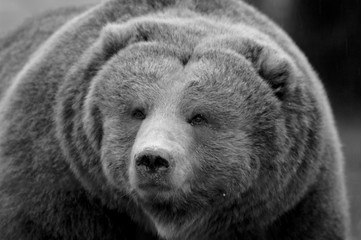 kodiak brown bear