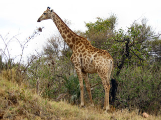 giraffe