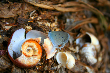 butterfly over the shell