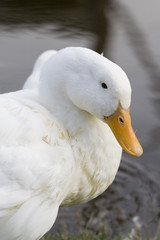 white duck closeup