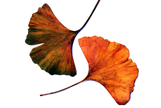 Gingko-Bl&auml;tter, Herbst, freigestellt, isoliert, auf weiss, copy space