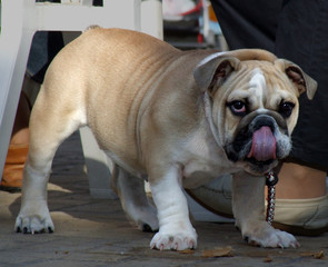 bulldog inglese