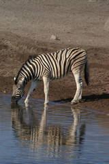 Fototapeta na wymiar zebra pitnej