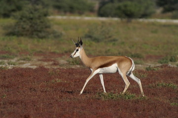 springbok