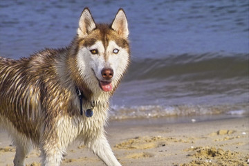 dog in the beach