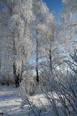 hoar-frost