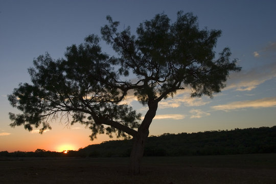 mesquite monarch in Texas with the sunrise coming up over the hill country behind