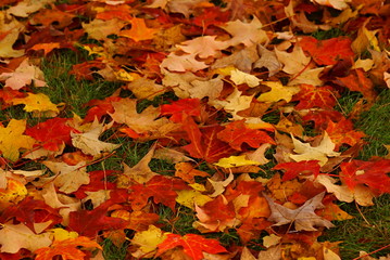 autumn leaves