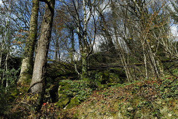 arbres