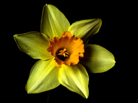 yellow daffodil