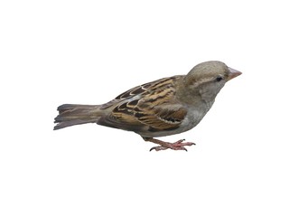 isolated sparrow
