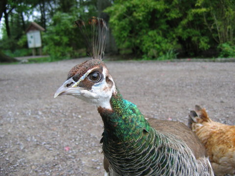 female peacock (peahen)