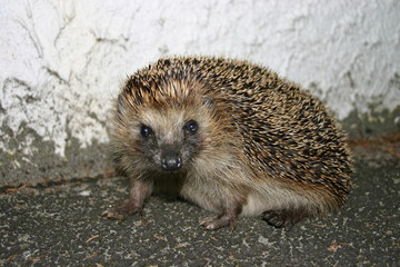 hedgehog © Harald Tjøstheim
