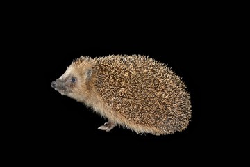 hedgehog isolated on black