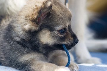 brown puppy playing with a piece of string