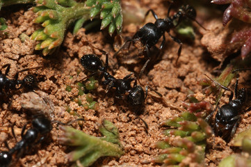 ants
