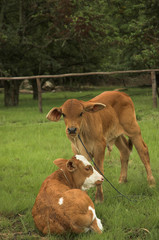 Naklejka na ściany i meble Two cute African calves in field 