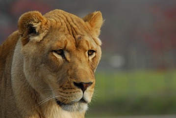 Fototapeta premium lion