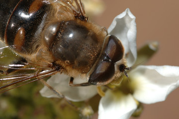 abeja recolectando nectar