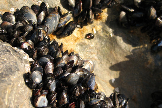 shells
