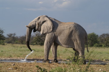 Fototapeta premium elephant