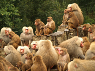 curious baboons