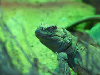 chuckwalla lizard (sauromalus ater)