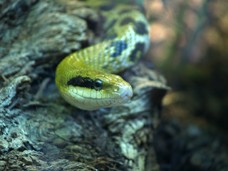rat snake (elaphe taeniura)