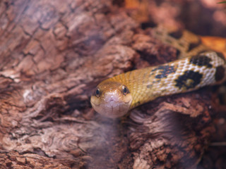rat snake (elaphe taeniura)